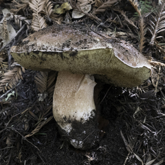 Boletus regineus