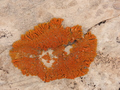 Xanthomendoza trachyphylla