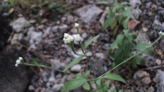 Isocarpha oppositifolia achyranthes