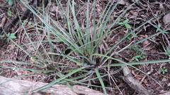 Tillandsia dasyliriifolia