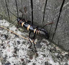 Monticomorpha flavolimbata