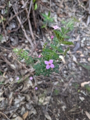 Boronia gracilipes