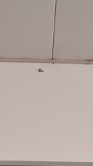 Nyctemera adversata