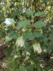 Chorilaena quercifolia