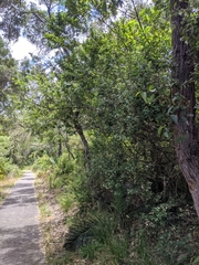 Chorilaena quercifolia