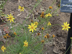 Bidens nudata