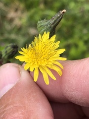 Sonchus oleraceus