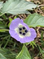 Nicandra physalodes