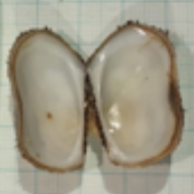 Barbatia trapezina