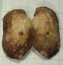Barbatia trapezina