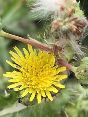 Sonchus oleraceus