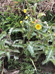 Sonchus oleraceus