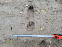 Gopherus berlandieri