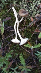 Cuphophyllus recurvatus