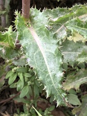 Sonchus oleraceus