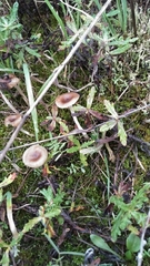 Cuphophyllus recurvatus