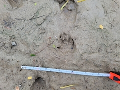 Gopherus berlandieri