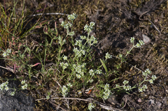 Scleranthus perennis