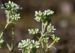 Scleranthus perennis
