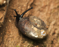 Ramogenia challengeri