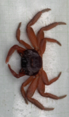 Geograpsus stormi