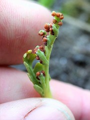 Botrychium campestre