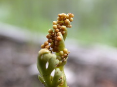 Botrychium campestre