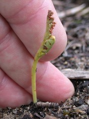 Botrychium campestre