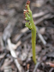 Botrychium campestre