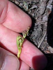 Botrychium campestre