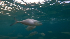 Caranx caballus