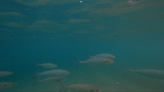 Caranx caballus