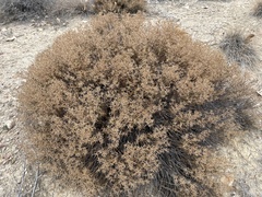 Frankenia jamesii