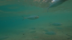 Caranx caballus