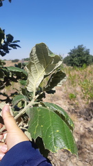 Quercus huicholensis