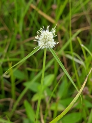 Cyperus richardii