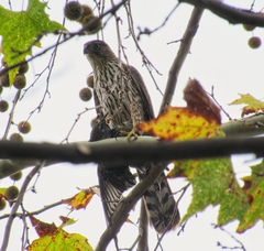 Accipiter cooperii