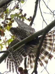 Accipiter cooperii