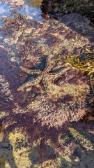 Astrometis sertulifera