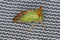 Stictolobus borealis