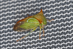 Stictolobus borealis