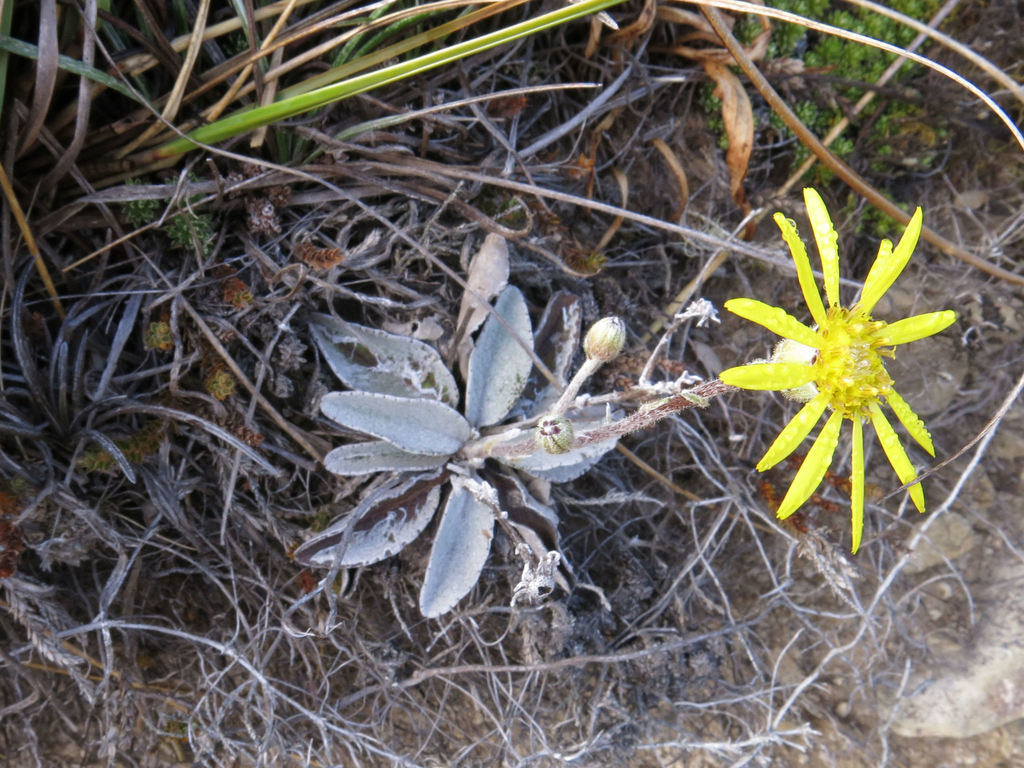 Brachyglottis haastii