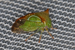 Stictolobus borealis