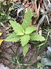 Dysphania ambrosioides