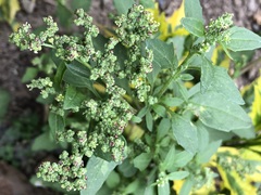 Chenopodium album