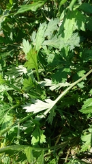 Artemisia princeps