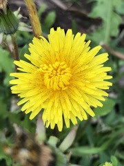 Taraxacum officinale