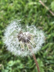 Taraxacum officinale