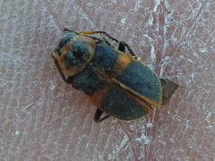 Collops balteatus