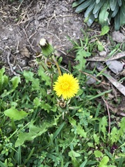 Taraxacum officinale